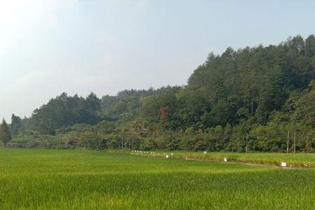 雨后绿油油稻田文案