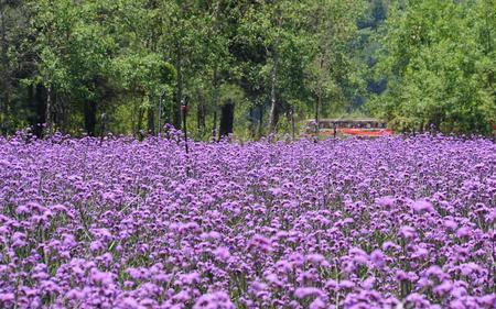 情花谷的花是什么花吗怎么回答