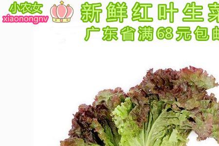 罗莎红生菜来自哪里