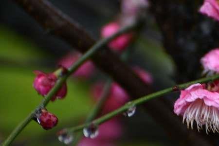 梅花雨现代诗作者