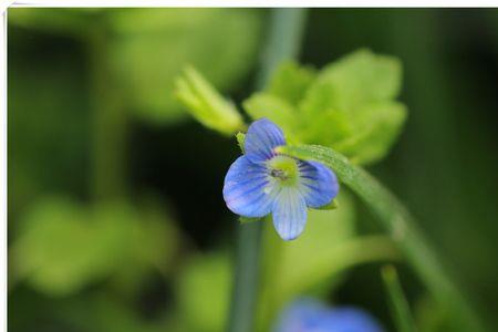 小芬芳是什么意思