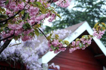 淡看花开静听雨落什么意思