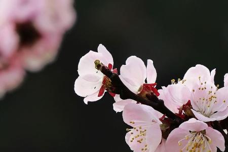 一枝花的对应词