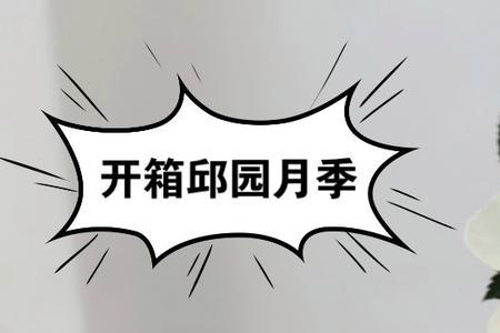 月季无条件的爱优缺点