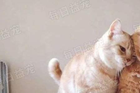 养两只猫猫咪会觉得有伴吗