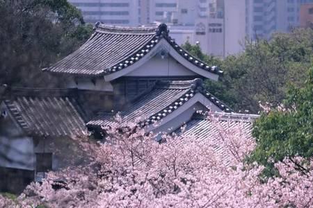 你看寺院樱花又落满地意思