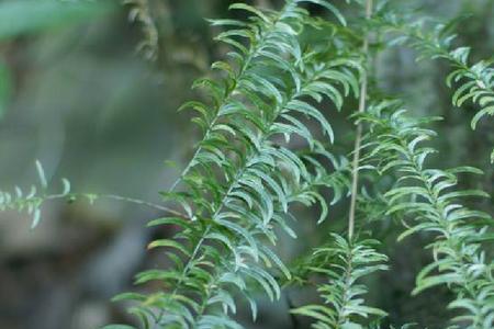 羊齿天门冬是国家保护植物吗