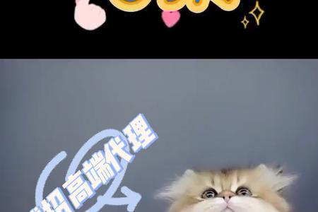 拿破仑猫和长毛金渐层的区别