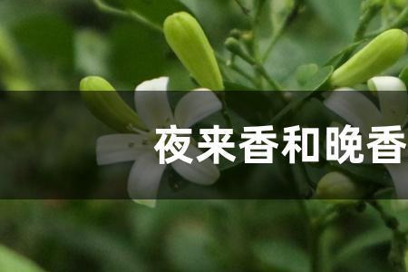 晚香玉没根了还能活吗