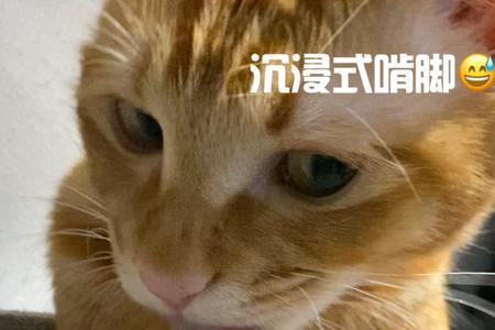 猫对人吧唧嘴什么意思