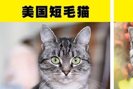 猫咪脸型对照表