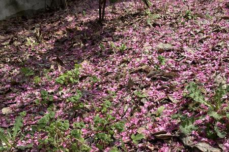 花开落花无悔全诗解释