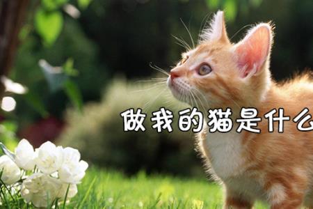 猫跳到我身边是什么意思