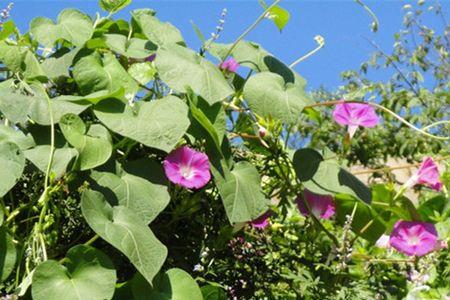 菊花桂花虫子牵牛花编童话故事