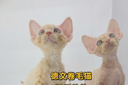 德文卷毛猫是哪个国家的