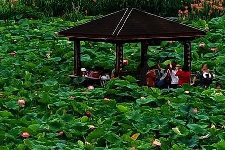 赤峰花海2022荷花开了吗