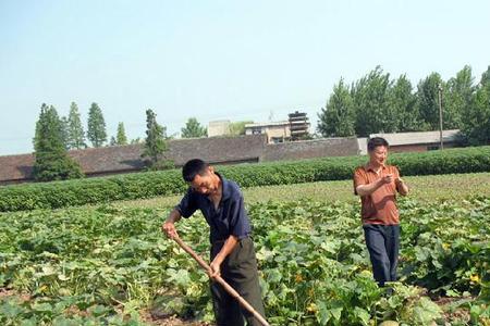 种植什么植物可以固定河坝