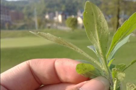 小蓬草是水生植物吗