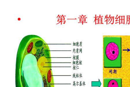 离体细胞与供体植株之间的差异