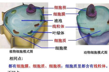 细胞的共同特征