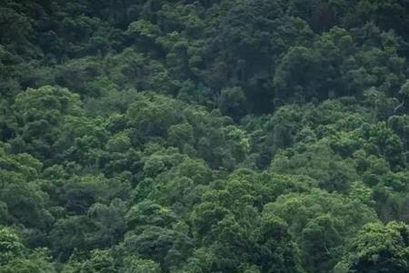 深圳有原始森林吗