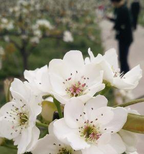 风剪梨花的意思是什么