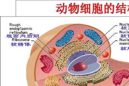 动物植物细胞相印是什么