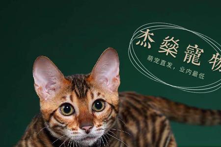 琥珀猫是什么猫