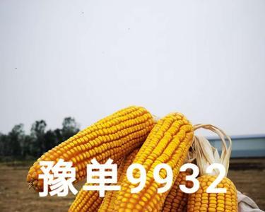 龙大516玉米品种审定公告