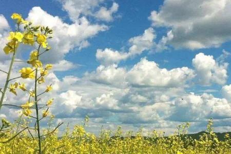 你就是油菜花本花是什么意思