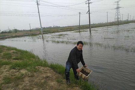 虾稻田进排水系统怎么设置