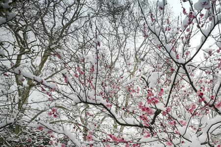 雪梅上面的霜是什么做的