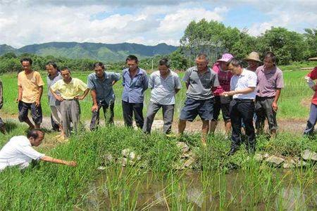 野外马蹄为什么不用修