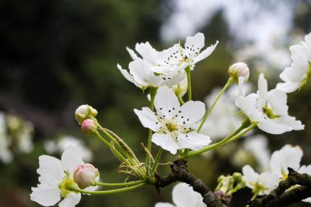 一树梨花压海棠的寓意是