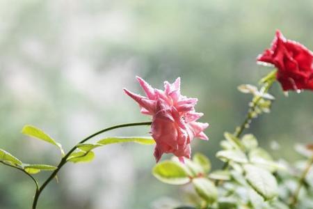 第一朵花儿写的是什么季节