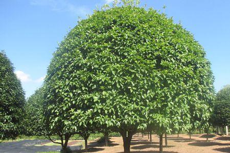 西安地区庭院适合种植什么桂树