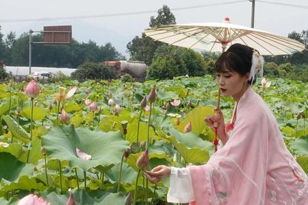 女人送女人连花是什么意思