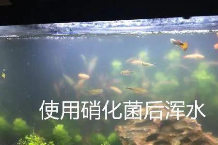 硝化细菌多久放一次