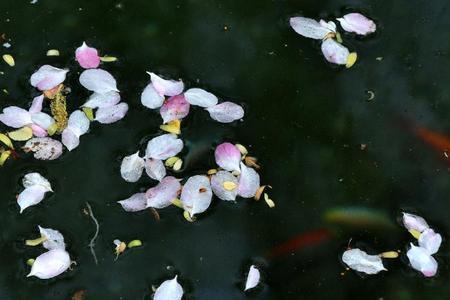 落花什么流水什么