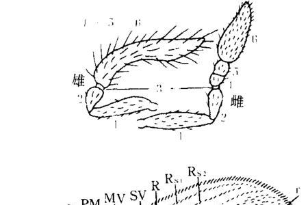 赤眼蜂能活多久