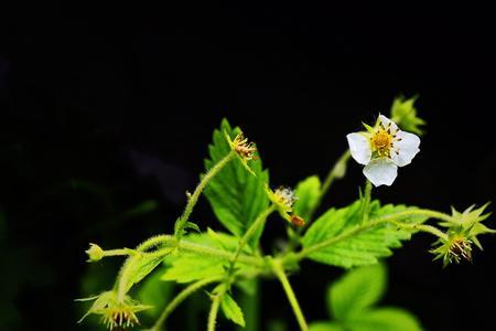 摘花惹草是成语吗