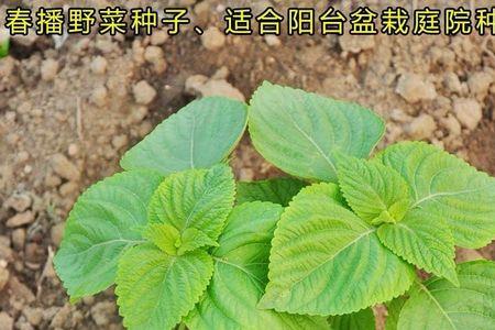 大绿苏和小绿苏的区别