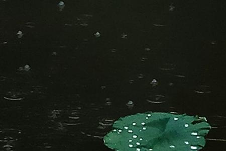 下雨后好抓乌龟吗