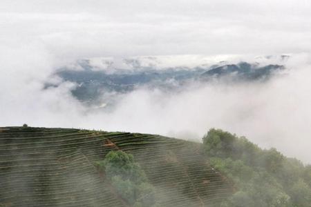 汲来江水煮新茗,买尽青山作画屏