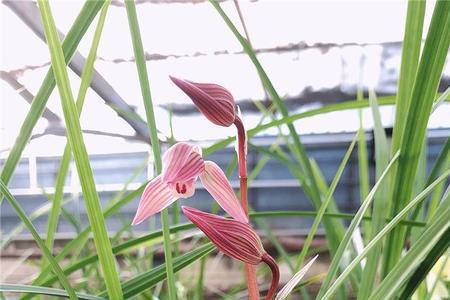 映山红兰花特点