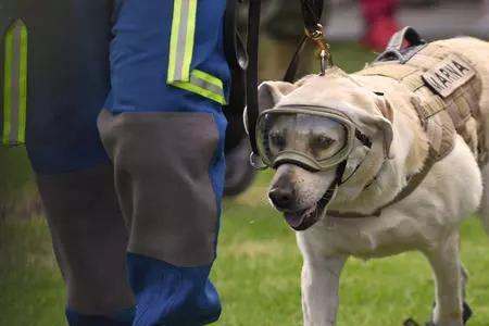 搜救犬泰山眼睛是怎么受伤的