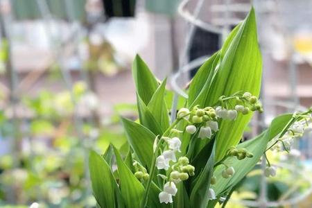 铃兰花种球种植方法和时间