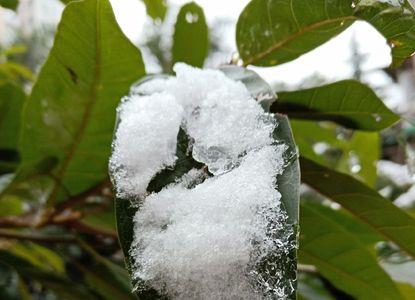 雪花芳香到底是什么意思