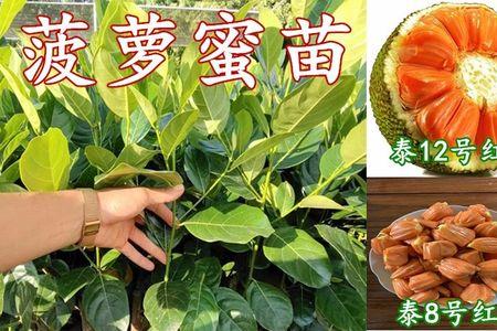 12号菠萝蜜挂果后应怎样管理