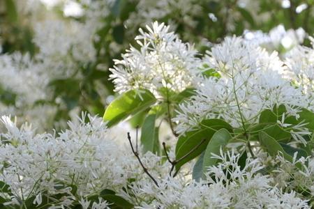 树心花是什么花